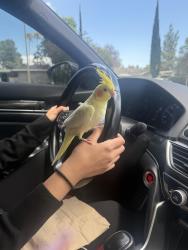 Lost Unknown Bird last seen blackhawk st porter ranch, Los Angeles, CA 91324