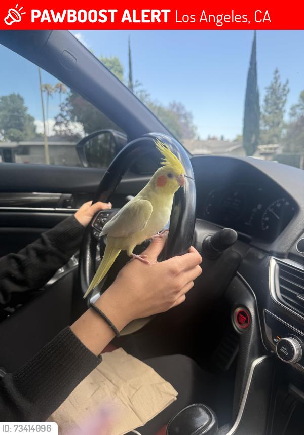 Lost Unknown Bird last seen blackhawk st porter ranch, Los Angeles, CA 91324
