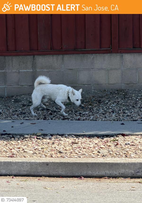 Found/Stray Male Dog last seen Rue Avati, San Jose, CA 95131