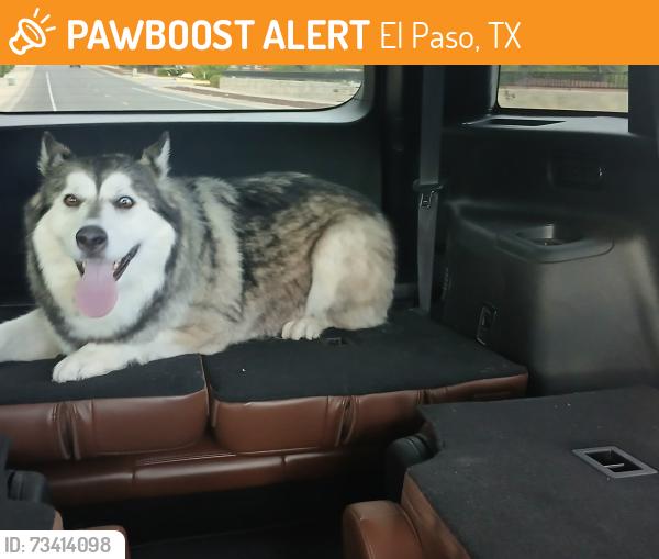 Found/Stray Female Dog last seen Calle del Oro near Hornedo, El Paso, TX 79912