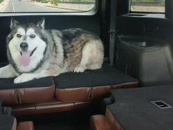 Found/Stray Female Dog last seen Calle del Oro near Hornedo, El Paso, TX 79912