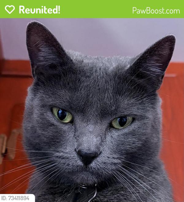 Reunited Female Cat last seen Mount and Barrett, Richmond, CA 94805