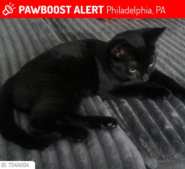 Lost Female Cat last seen Point breeze, Philadelphia, PA 19146