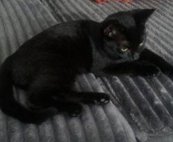 Lost Female Cat last seen Point breeze, Philadelphia, PA 19146