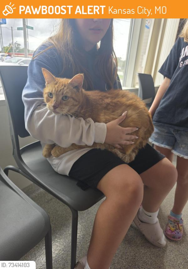 Found/Stray Male Cat last seen Near N Norton Ave, Kansas City, MO 64117, Kansas City, MO 64117