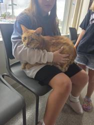Found/Stray Male Cat last seen Near N Norton Ave, Kansas City, MO 64117, Kansas City, MO 64117