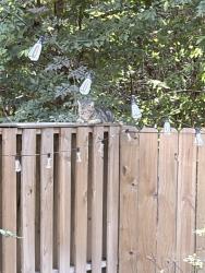 Found/Stray Unknown Cat last seen Near E Lakeridge Dr, The Woodlands, TX 77381