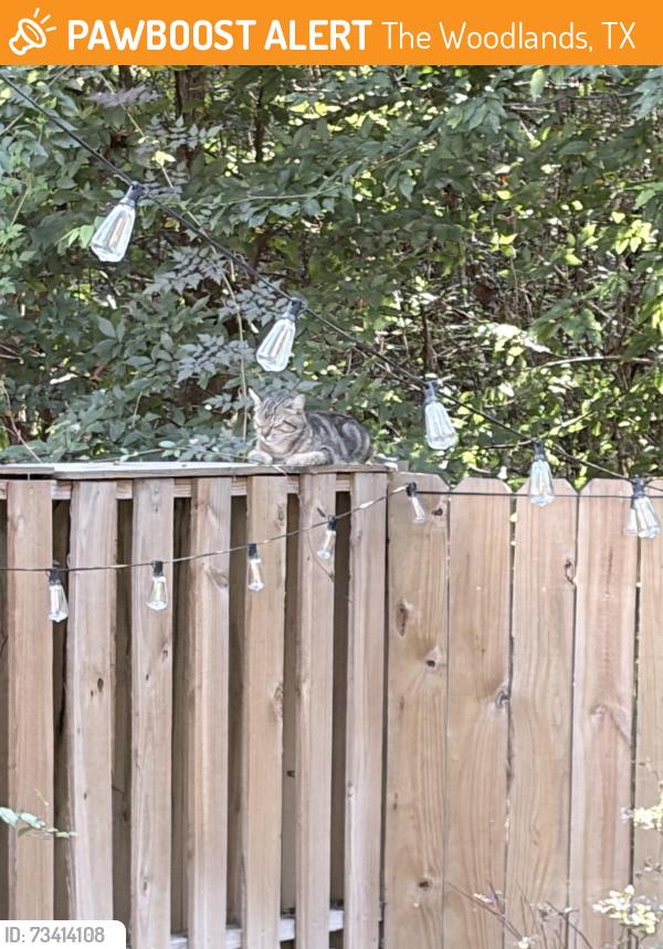 Found/Stray Unknown Cat last seen Near E Lakeridge Dr, The Woodlands, TX 77381