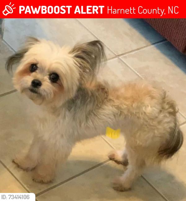 Lost Male Dog last seen Elliott bridge rd linden nc, Harnett County, NC 28356