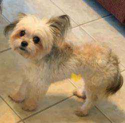 Lost Male Dog last seen Elliott bridge rd linden nc, Harnett County, NC 28356
