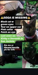 Lost Female Cat last seen Kirby and 7th st San Jacinto ca, San Jacinto, CA 92583