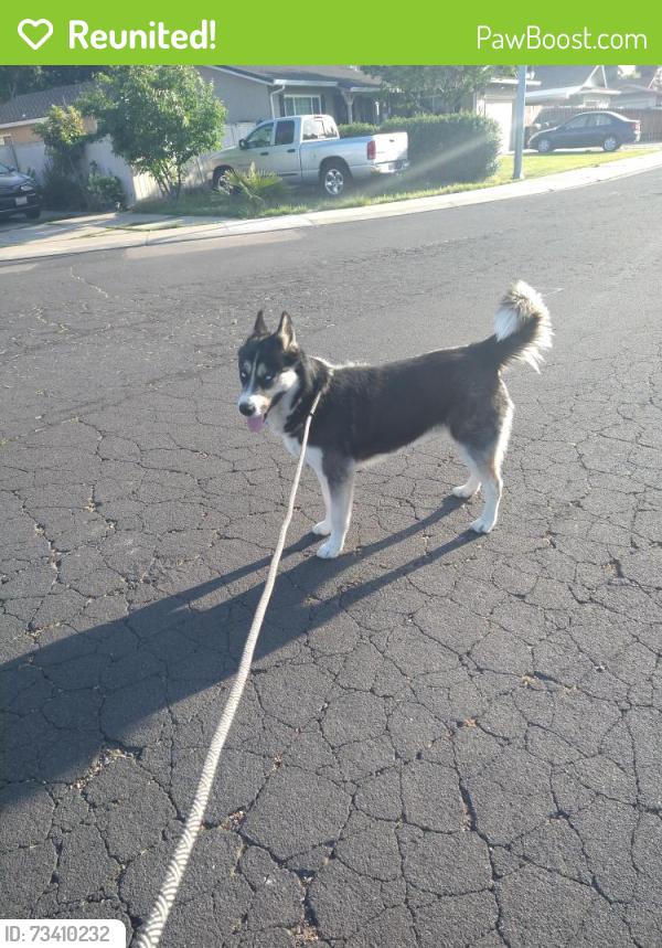 Reunited Male Dog last seen Colonial ct, Stockton, CA 95209