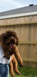 Reunited Female Dog last seen N diamond head new construction homes, Crosby, TX 77532