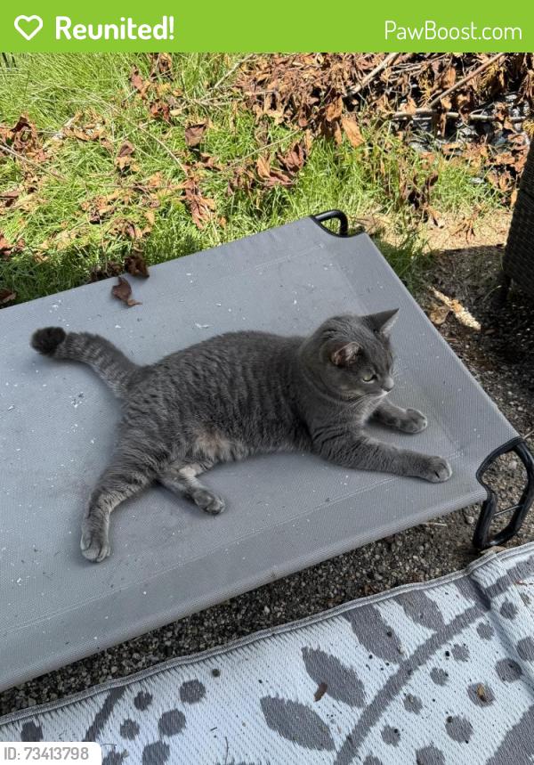 Reunited Male Cat last seen Westport Road and Chestnut Hill Road, Wilton, CT 06897