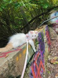 Lost Male Cat last seen Near lake angelus shrs, Lake Angelus, MI 48340