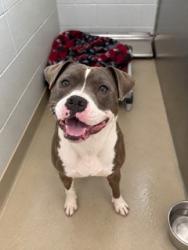 Shelter Stray Female Dog last seen ALAMANCE COUNTY, 221 Stone Quarry Rd, Burlington, NC 27217, USA