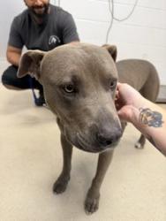 Shelter Stray Male Dog last seen BURLINGTON AC, 221 Stone Quarry Rd, Burlington, NC 27217, USA