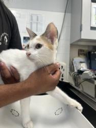 Shelter Stray Female Cat last seen ALAMANCE COUNTY, 221 Stone Quarry Rd, Burlington, NC 27217, USA