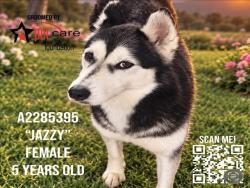 Shelter Stray Female Dog last seen , 3201 Lacy St, Los Angeles, CA 90031, USA