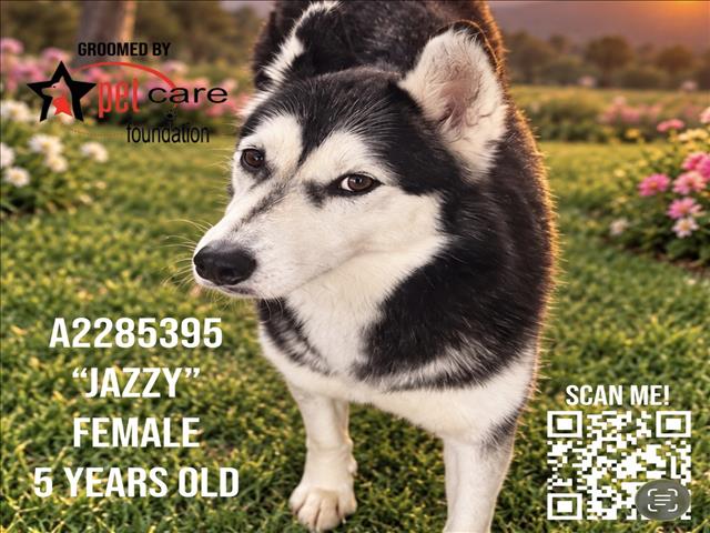 Shelter Stray Female Dog last seen , 3201 Lacy St, Los Angeles, CA 90031, USA