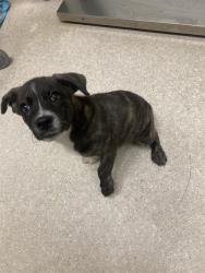 Shelter Stray Male Dog last seen Near BLOCK FRUITVALE AVE, BAKERSFIELD CA 93308, 3951 Fruitvale Ave, Bakersfield, CA 93308, USA