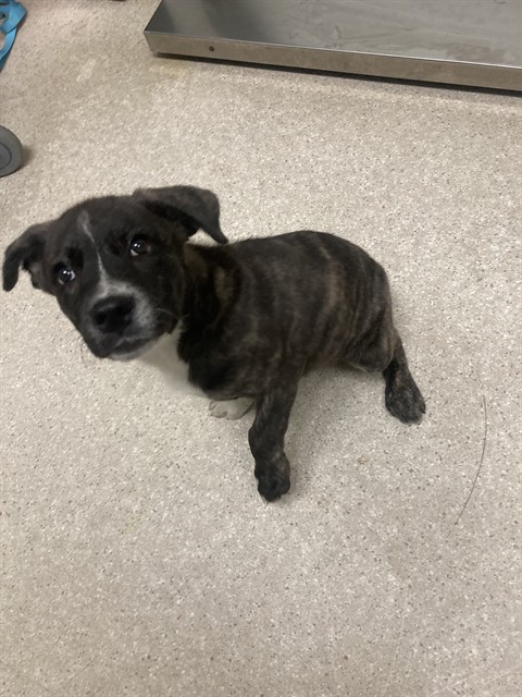 Shelter Stray Male Dog last seen Near BLOCK FRUITVALE AVE, BAKERSFIELD CA 93308, 3951 Fruitvale Ave, Bakersfield, CA 93308, USA