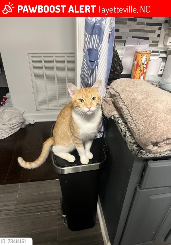 Lost Male Cat last seen Strickland bridge rd, Fayetteville, NC 28306