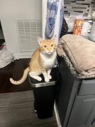 Lost Male Cat last seen Strickland bridge rd, Fayetteville, NC 28306