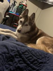Lost Female Dog last seen Near Glen fair, San Antonio, TX 78239