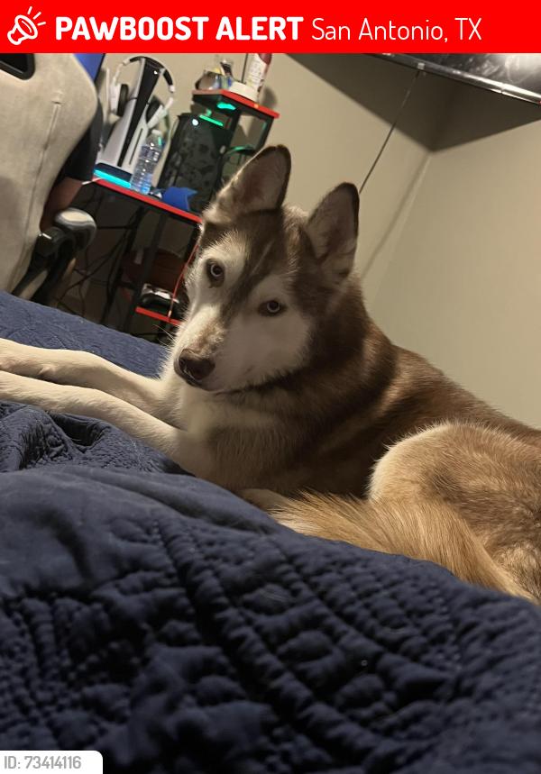 Lost Female Dog last seen Near Glen fair, San Antonio, TX 78239