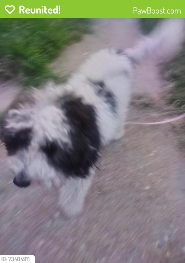 Reunited Male Dog last seen Natural bridge Lucas and Hunt, St. Louis, MO 63121