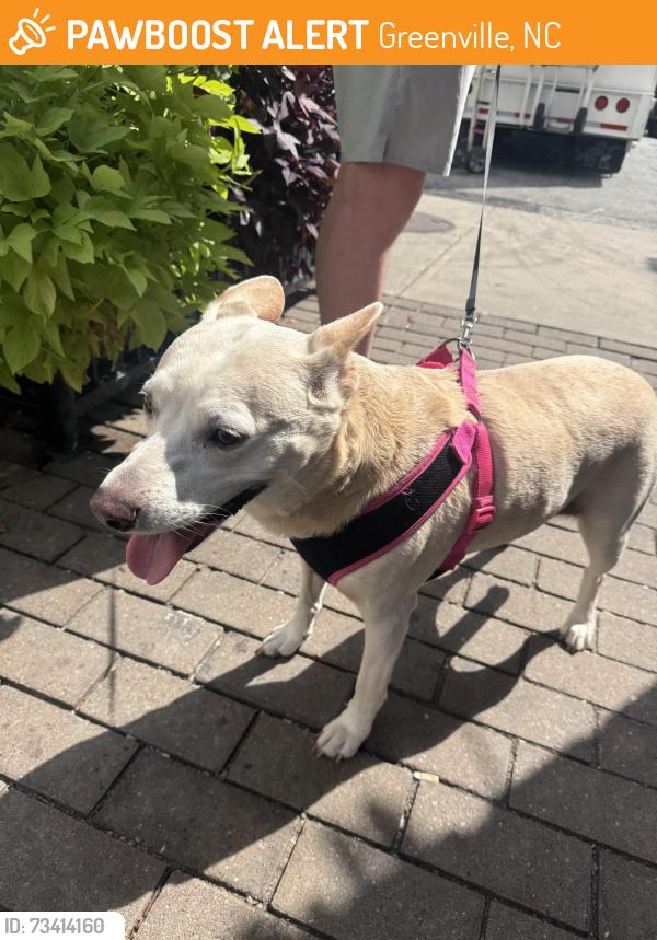 Found/Stray Female Dog last seen Maranatha Church on E 14th St, Greenville, NC 27858
