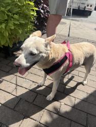 Found/Stray Female Dog last seen Maranatha Church on E 14th St, Greenville, NC 27858