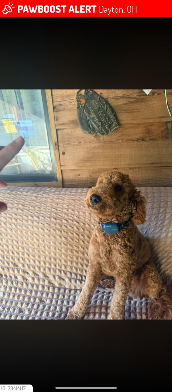 Lost Male Dog last seen Crone and Lemecke, Dayton, OH 45434