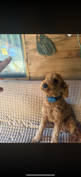 Lost Male Dog last seen Crone and Lemecke, Dayton, OH 45434