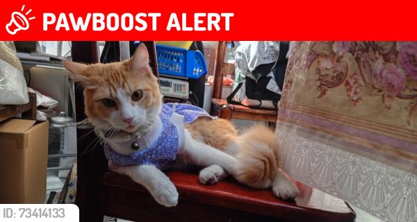 Lost Female Cat last seen Calle xochitlan sur, Ciudad de México, CDMX 15660