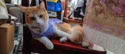 Lost Female Cat last seen Calle xochitlan sur, Ciudad de México, CDMX 15660