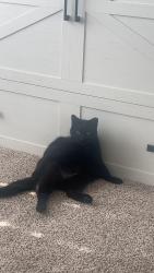Reunited Male Cat last seen Willis street and Lafayette boulevard, Fredericksburg, VA 22401