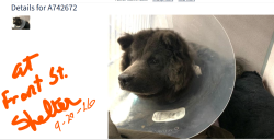 Found/Stray Male Dog last seen Elkhorn Blvd, Rio Linda, CA 95673