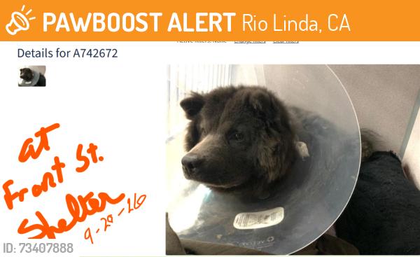 Found/Stray Male Dog last seen Elkhorn Blvd, Rio Linda, CA 95673