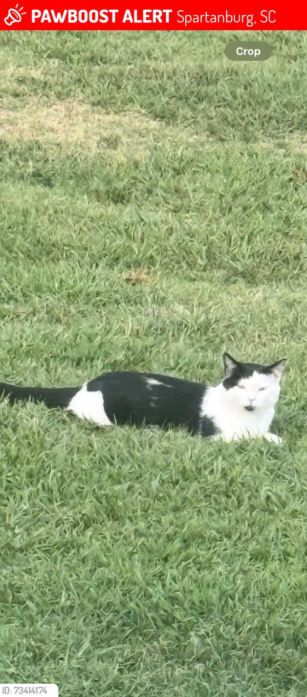 Lost Male Cat last seen South Carolina School For the Deaf & Blind, Spartanburg, SC 29306