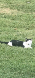 Lost Male Cat last seen South Carolina School For the Deaf & Blind, Spartanburg, SC 29306