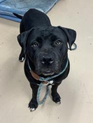 Shelter Stray Female Dog last seen , , GA, 3280 Chamblee Dunwoody Rd, Chamblee, GA 30341, USA