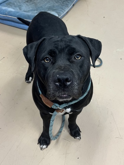 Shelter Stray Female Dog last seen , , GA, 3280 Chamblee Dunwoody Rd, Chamblee, GA 30341, USA