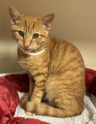 Shelter Stray Male Cat last seen Near Wellhaun Road, Decatur, GA, 30034, 30034, GA, 3280 Chamblee Dunwoody Rd, Chamblee, GA 30341, USA