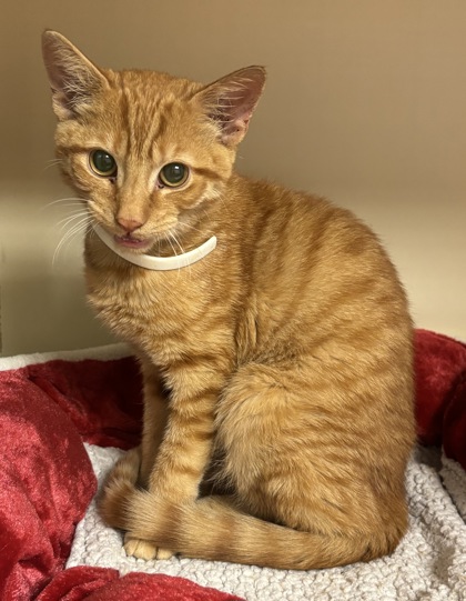 Shelter Stray Male Cat last seen Near Wellhaun Road, Decatur, GA, 30034, 30034, GA, 3280 Chamblee Dunwoody Rd, Chamblee, GA 30341, USA