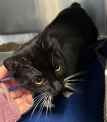 Shelter Stray Female Cat last seen Near Brockett Trail B, 30021, GA, 3280 Chamblee Dunwoody Rd, Chamblee, GA 30341, USA