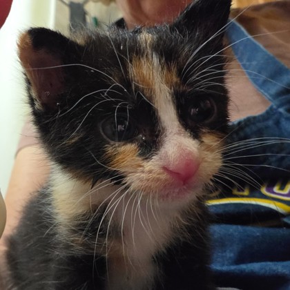 Shelter Stray Female Cat last seen F&B / Agronomy Rd, City of College Station, TX, 5359 Leonard Rd, Bryan, TX 77807, USA