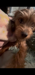 Lost Male Dog last seen Bickford, Buffalo, NY 14215