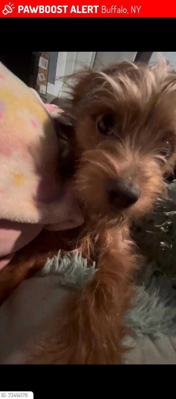 Lost Male Dog last seen Bickford, Buffalo, NY 14215